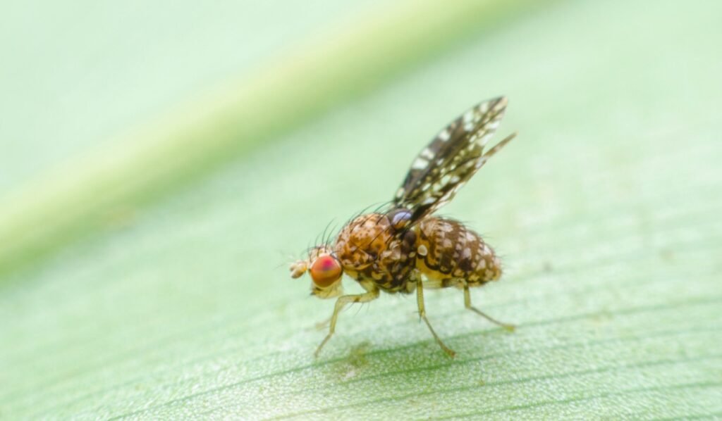 Fruit Flies and Their Attraction to Food Sources